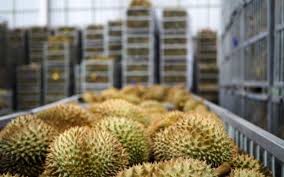 ĐÔNG LẠNH LÀ CÁCH ĐƠN GIẢN ĐỂ GIỮ TRỌN HƯƠNG VỊ SẦU RIÊNG MÀ KHÔNG LO BỊ HỎNG
