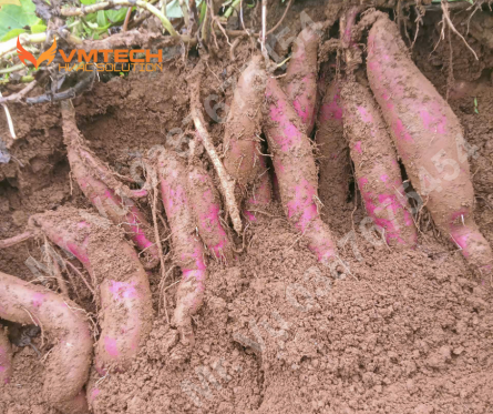 hệ thống sấy bơm nhiệt