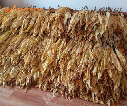 NHÀ SẤY THUỐC LÁ DÙNG TẤM HẤP THU: GIẢI PHÁP NÂNG CẤP ĐỂ SẤY ĐỀU, SẤY CHUẨN