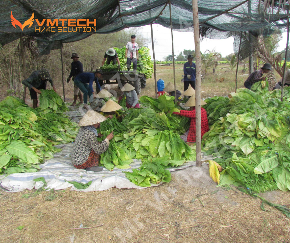 HÌNH 1: GHÉ THĂM NƠI TRỒNG CÂY THUỐC LÁ
