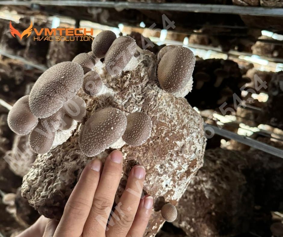 HÌNH 3: SAU KHI CHĂM SÓC, NẤM ĐƯỢC PHÁT TRIỂN MẠNH MẼ